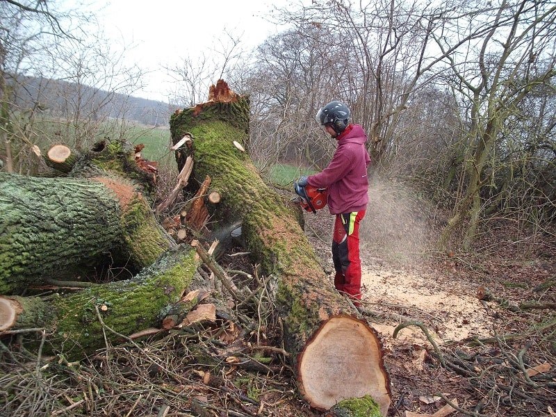 Arbeit an einem gefällten Baum