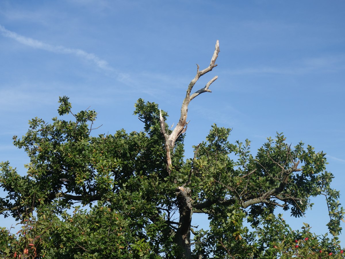 Baumkrone mit abgestorbenem Kronenteil