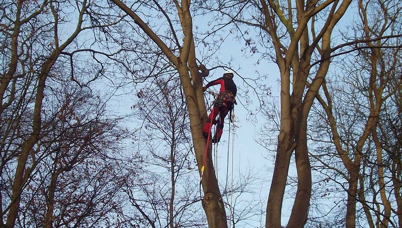 Baumpfleger in einer Baumkrone
