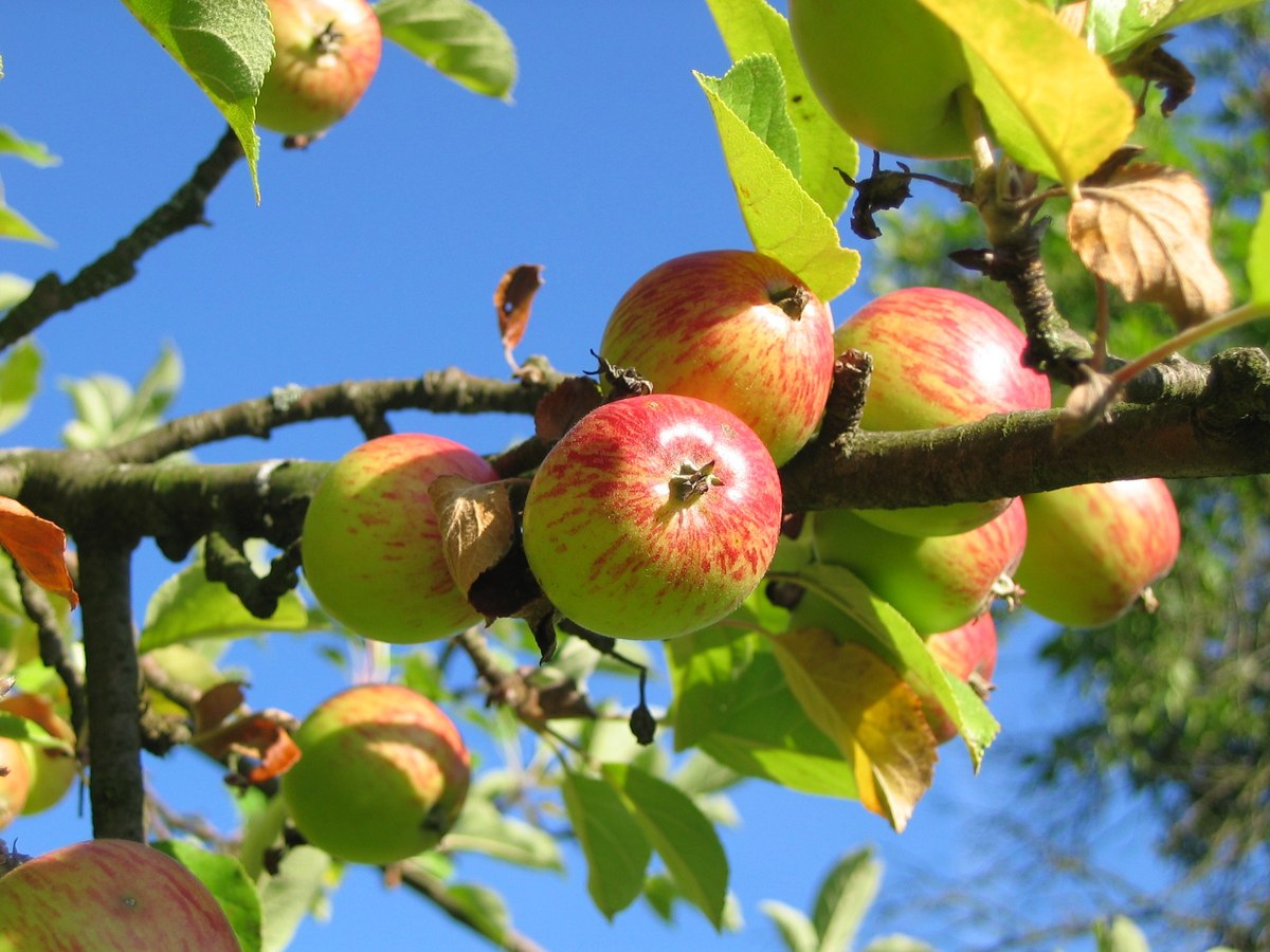 Reife Äpfel an einem Apfelbaum