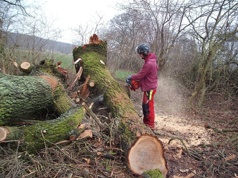 Baumfällen Greifswald